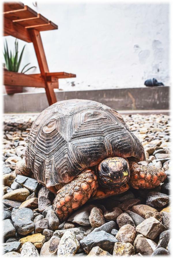 Atma Hostel & Yoga Huanchaco Exteriör bild